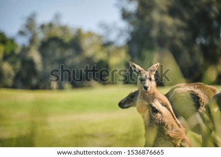 Wild Kangaroo on golf course with people playing golf, Australia