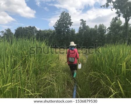 The picture shows the rice farming identity of farmers and agriculture. Rice field.