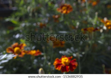 Red marigold flowers in fall seasonal.  Blur Abstract Background.