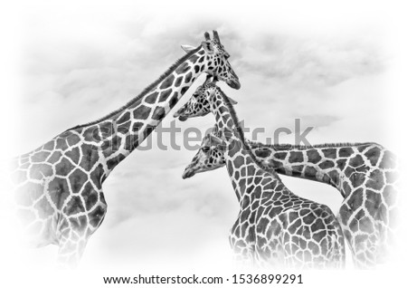 giraffes  , black and white