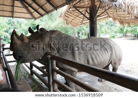 Big gray rhinoceros looking at food