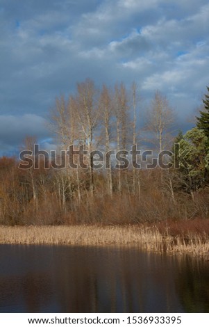 a picture of an exterior Pacific Northwest forest and fresh water lake 