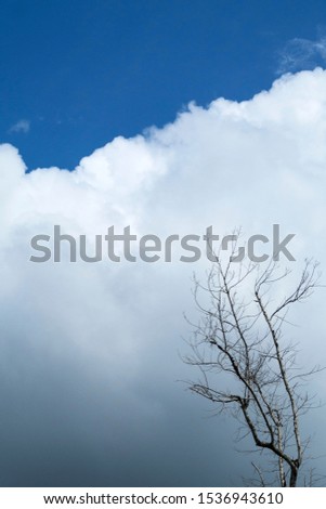 Space on blue sky with white puffy fluffy cumulus cloud & silhouette dead tree with dry branches in tropical summer or spring sunlight at sunny sunshine day for Abstract nature Halloween background 