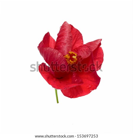 Hibiscus flowers isolated on white