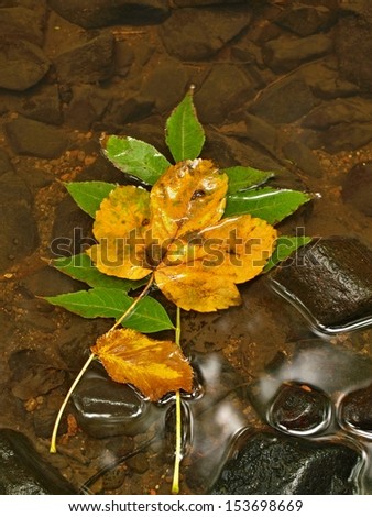 The first colorful leaf from maple tree on basalt stones in blurred water of mountain river.
