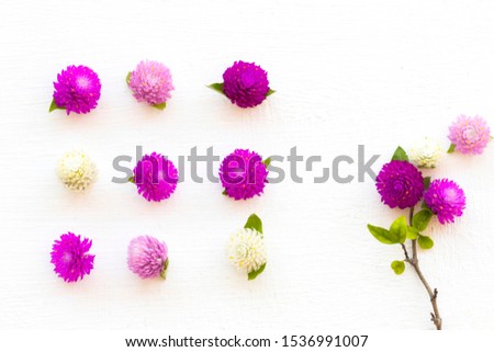 colorful flowers amaranth purple ,white and pink color local flora of asia arrangement flat lay postcard style on background white wooden Royalty-Free Stock Photo #1536991007