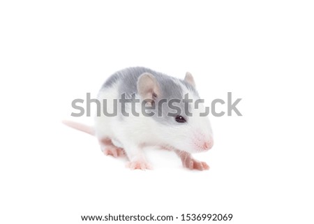 rat close-up isolated on white background, rat on new year and Christmas