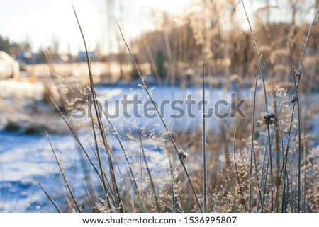 closeup of frosty panicles on grass straws in front of snow covered landscape and sun casting blue shadows over white field