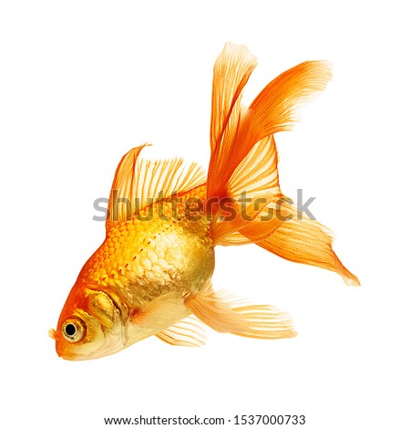 colorful fish texture background image