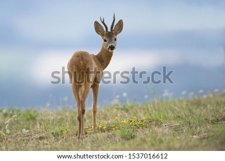 Roe deer (Capreolus capreolus) on a meadow, wildlife scenery, Slovakia