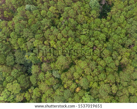Aerial view of pine tree forest in mountain.Scenery Bird eye view of asphalt road landscape.High view from drone save drive transport and journey in countryside concept