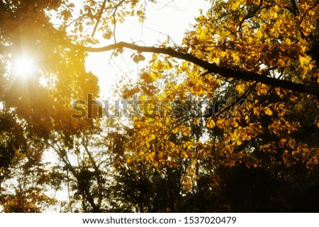 Autumn oak leaves are on sky background