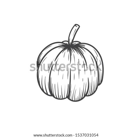 pumpkin hand drawn vector illustration