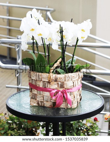 white orchid in a basket