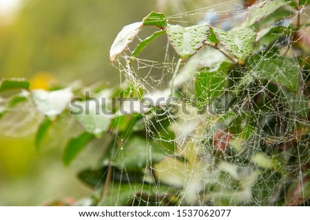 Dew on the web in the early morning