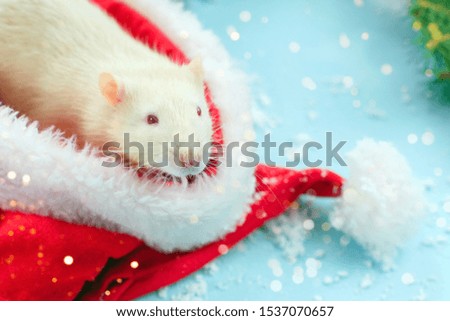 A white rat looks out of a Santa Claus red hat, the christmas mouse. Symbol of the new year 2020 in the Chinese calendar. New year and Christmas concept.