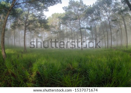 wide view pine forest in mist with magic sunlight in morning