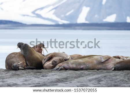 Walrus at the north of the world at Spitsbergen.