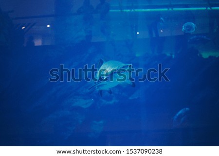 Shark and small fishes swimming in aquarium - deep blue shades.