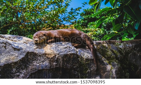 a sleepy otter on a sunny day