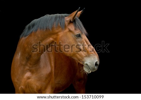 Dutch warmblood police horse Royalty-Free Stock Photo #153710099