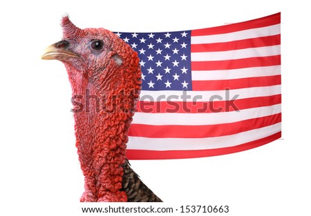 turkey-cock a bird who saved the country against a flag