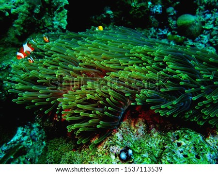 ocellaris clownfish, clown anemonefish clownfish false percula clownfish