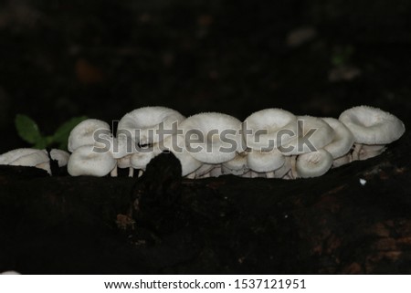 White mango mushroom in the natural forest
