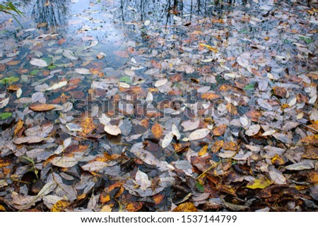 Autumn leaves in the pond