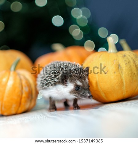 A cute little hedgehog walks around the table with pumpkins. Autumn Thanksgiving Background. Copyspace - holidays, animals and celebration concept