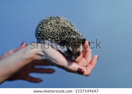 An african pygmy hedgehog on owner hand. Pets concept