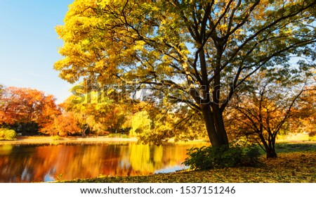 Beautiful fall scene in the forest: Autumn nature. Vivid morning in colorful park with branches of trees. Scenery of Indian Summer with lake, sunlight, colorful leaves and reflections on water surface