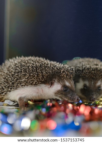 A small decorative hedgehog is looking at the camera. Christmas card with a cute little hedgehog. Holidays, winter and celebration concept. copyspace - holidays, animals and celebration concept