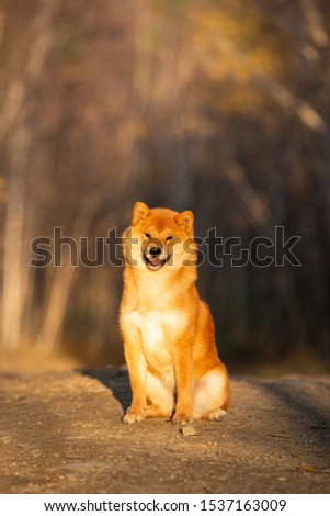 Portraiit of adorable and happy shiba inu dog sitting in the forest at golden sunset. Cute Red shiba inu female puppy in autumn