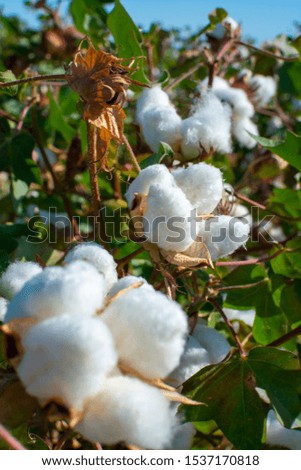 Plantations of organic fiber cotton plans with white buds ready for harvest, Andalusia, Spain
