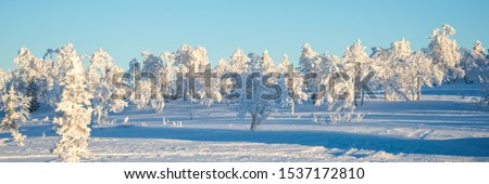 Snowy landscape, frozen trees in winter in Saariselka, panoramic winter background, Lapland, Finland