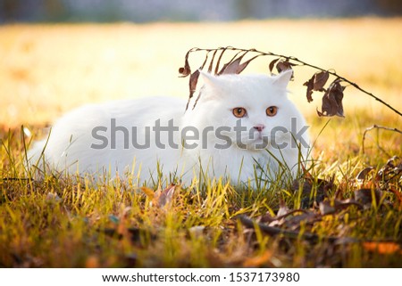 Beautiful Turkish Angora cat with long white hair playing outside Royalty-Free Stock Photo #1537173980