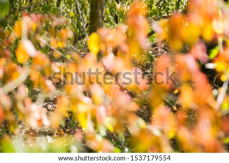 Autumn tree leaves. Blurred photo. Texture background.