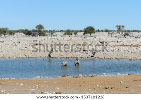 Wild oryx antelope in the African savannah