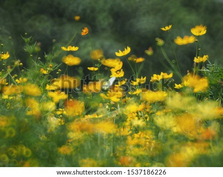 It is intended to shoot to blur. The soft focus and selective focus of cosmos. Soft focus of beautiful cosmos flowers blooming in the garden with an intended blur natural background.