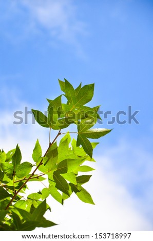 Green Leaves on blue sky background