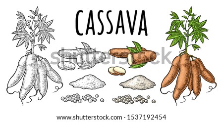 Cassava manioc plants with leaves, tuber, slice, tapioca ball, bunch of starch. Ingredients for bubble milk tea. Vector color vintage engraving illustration. Isolated on white background. Royalty-Free Stock Photo #1537192454