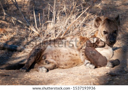 Hyena, South Africa, Up close, Mother and pups