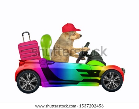 The beige dog in a red cap drives a car painted with rainbow colors with a suitcase in the trunk. White background. Isolated.