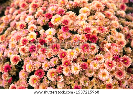 A bouquet of chrysanthemum flowers background pink color in the form of a ball. Floriculture, agriculture, urban improvement