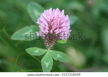 pink clover flower close up with blurred background