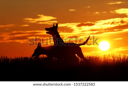 Dogs on the background of incredible sunset, beautiful sunset, two dogs, Belgian Shepherd Malinois