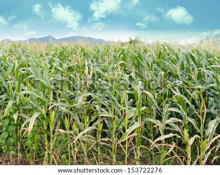 A green field of corn with hill and blue sky background; food plantation industrial.