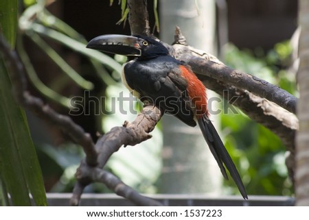 Collared Aracari on a branch in the forest