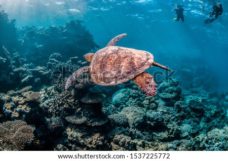 Underwater shot of a green sea turtle in the wild, among beautiful coral reef in clear tropical water